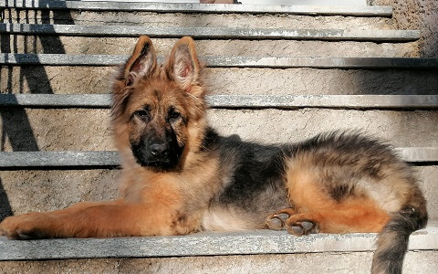 Cuccioli Pastore tedesco Casa Tazzi